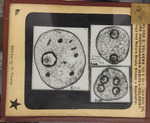 Bacteria drawings done through microscope by Dr. Donaghy