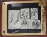 Bacteria drawings done through microscope by Dr. Donaghy