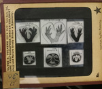 Bacteria drawings done through microscope by Dr. Donaghy