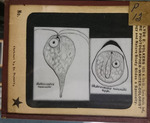 Bacteria drawings done through microscope by Dr. Donaghy