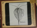 Bacteria drawings done through microscope by Dr. Donaghy