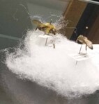 Bee Specimen by Karen Moffett