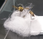 Bee Specimen by Karen Moffett