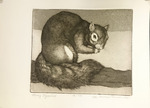 Grey Squirrel by Don LaViere Turner