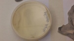 ISU Culture Experiment- Week 2 by Indiana State University