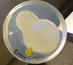 ISU Culture Experiment- Week 3 by Indiana State University
