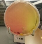 ISU Culture Experiment-Week 11 by Indiana State University