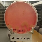 ISU Culture Experiment-Week 11 by Indiana State University