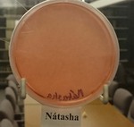 ISU Culture Experiment-Week 11 by Indiana State University