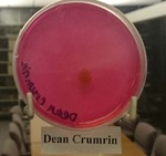 ISU Culture Experiment-Week 11 by Indiana State University
