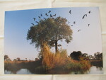 African Birds Flying by Indiana State University
