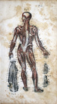 Practical Anatomy, Physiology, and Pathology; Hygiene and Therapeutics -- Plate 2 by Rare Books and Manuscripts